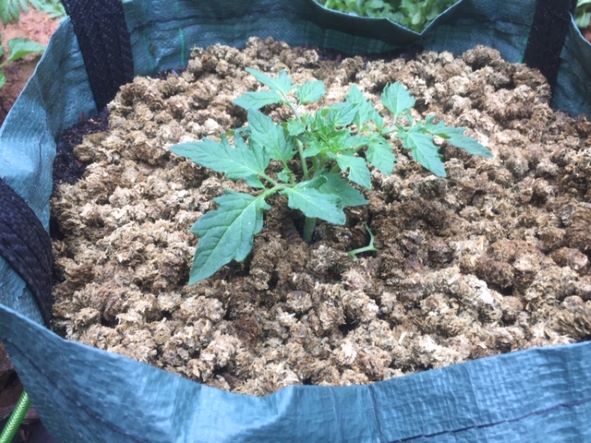 tomato in grow bag